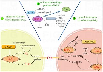 LncRNA-mediated cartilage homeostasis in osteoarthritis: a narrative review